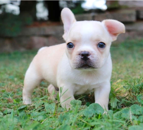 comprar cachorros sanos, baratos y asequibles para la venta